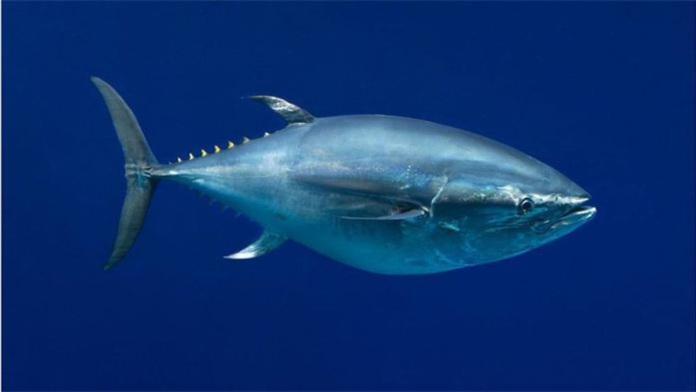 Normaal Serie van buik Welke tonijn is bedreigd? - NPO3.nl